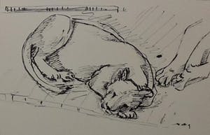 Wim Motz - 4 tekeningen van leeuwen/leeuwinnen kopen? Bied vanaf 45!