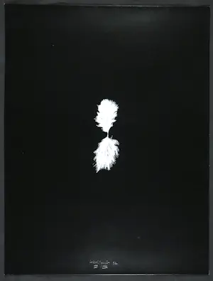 Henk Peeters - Zeefdruk, Het veertje kopen? Bied vanaf 250!