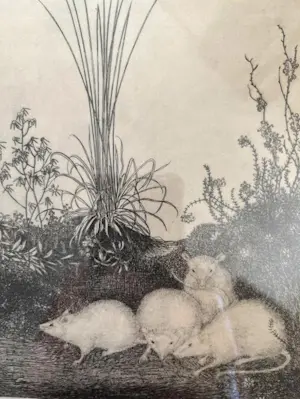 Jan Mankes - Originele Heliogravure - 4 Muizen 1923 kopen? Bied vanaf 50!