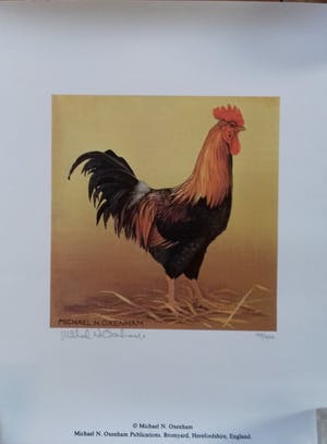 Michael Oxenham - A cock kopen? Bied vanaf 15!