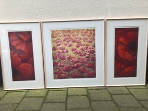 Hans Dolieslager - drieluik Papavers kopen? Bied vanaf 100!