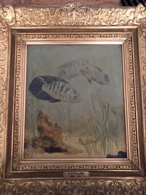 Gerrit Willem Dijsselhof - Kameleonvissen kopen? Bied vanaf 1000!