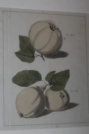 Johann Hermann Knoop - Kweepeer Kwee-appel kopen? Bied vanaf 40!