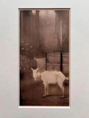 Jan Mankes - Originele Heliogravure Oude Geit 1923 kopen? Bied vanaf 165!