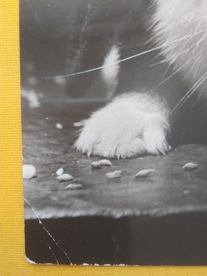 Aart Klein - & Henk Jonker - Konijn. kopen? Bied vanaf 20!