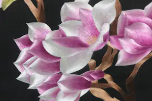 Niet of onleesbaar gesigneerd - Zijden borduurwerk, Magnolia's - Ingelijst kopen? Bied vanaf 1!