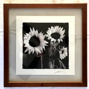 Niet of onleesbaar gesigneerd - Zonnebloemen - Fotografie, Ingelijst kopen? Bied vanaf 1!