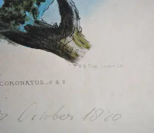 Johannes Gerardus Keulemans - kleurenlitho uit 1870 - Spechtvogels ♀+♂ kopen? Bied vanaf 45!