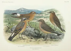 Eduard Daniël van Oort - Chromolitho, Lot van vier voorstellingen uit 'De Vogels van Nederland' kopen? Bied vanaf 1!