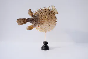 Niet of onleesbaar gesigneerd - Parelhoen kogelvis ("Golden Puffer") // Kogelvis // Op sokkel kopen? Bied vanaf 1!