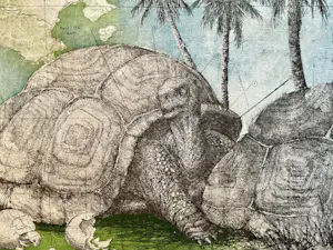 Rolf Weijburg - Testudo Gigantea at-baie Sainte Anne kopen? Bied vanaf 75!