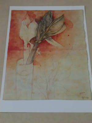 Bruno Bruni - AMARYLLIS Handgesigneerde kleurenlitho, vanaf € 1. kopen? Bied vanaf 1!