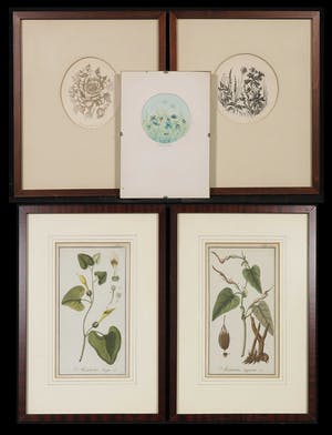 Truusje Mul - Ariane Arnold e.a, Lot van vijf stuks grafiek, Florale/ botanische voorstellingen kopen? Bied vanaf 1!