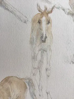 Piet Klaasse - Paarden, proefdruk offsetlitho, 2-zijdig bedrukt, gesigneerd in druk kopen? Bied vanaf 50!