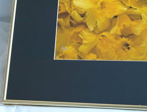 Paul Huf - Foto , Flowers , Bloemen – gesigneerd & ingelijst - 1984 kopen? Bied vanaf 75!