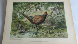 Antiquarisch Boek - Het Vogeljaar - Nederlandsche Vogels in hun leven geschetst 1904 kopen? Bied vanaf 1!