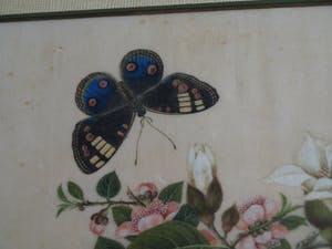 Niet of onleesbaar gesigneerd - 2 Oude ingelijste gouaches (?) op papier , Vlinders kopen? Bied vanaf 1!