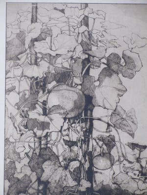 Reinier Willem Kennedy - Kalebasplanten - Ets kopen? Bied vanaf 30!