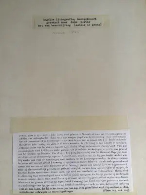 John Curtis - Twee lithos Ruige klaproos met kevertje en vlinder met bloem kopen? Bied vanaf 25!