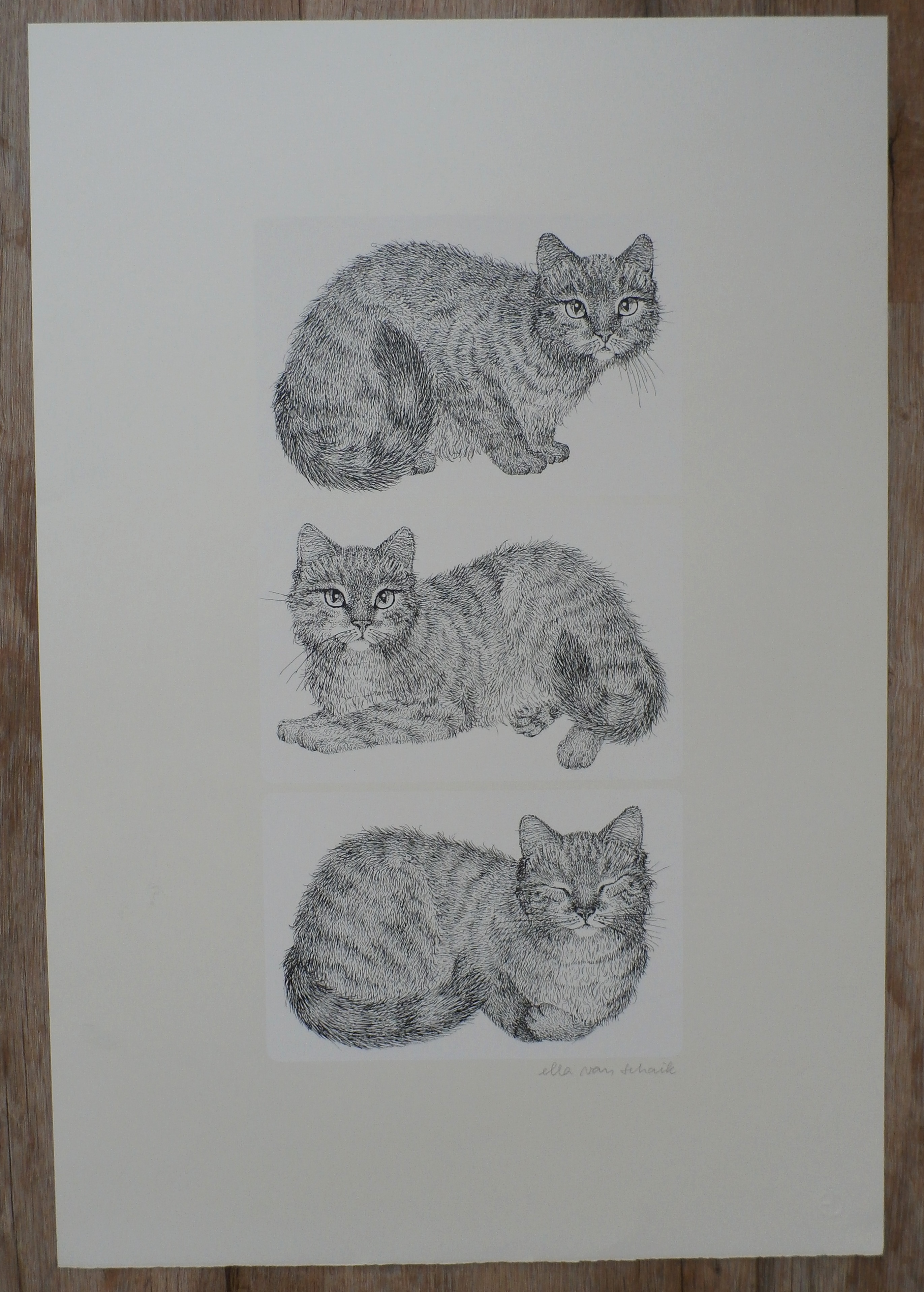 Ella van Schaik - zeefdruk: poes (3 afbeeldingen) kopen? Bied vanaf 45!