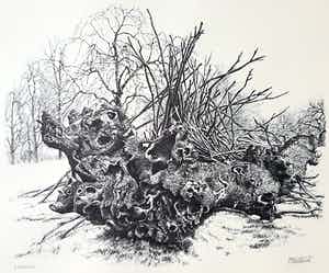 Patrick Creyghton - Knoestige boomstronk, litho verkocht voor € 50!