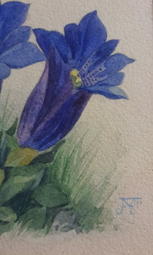 Jan Voerman (jr.) - Bloemen in gras kopen? Bied vanaf 50!