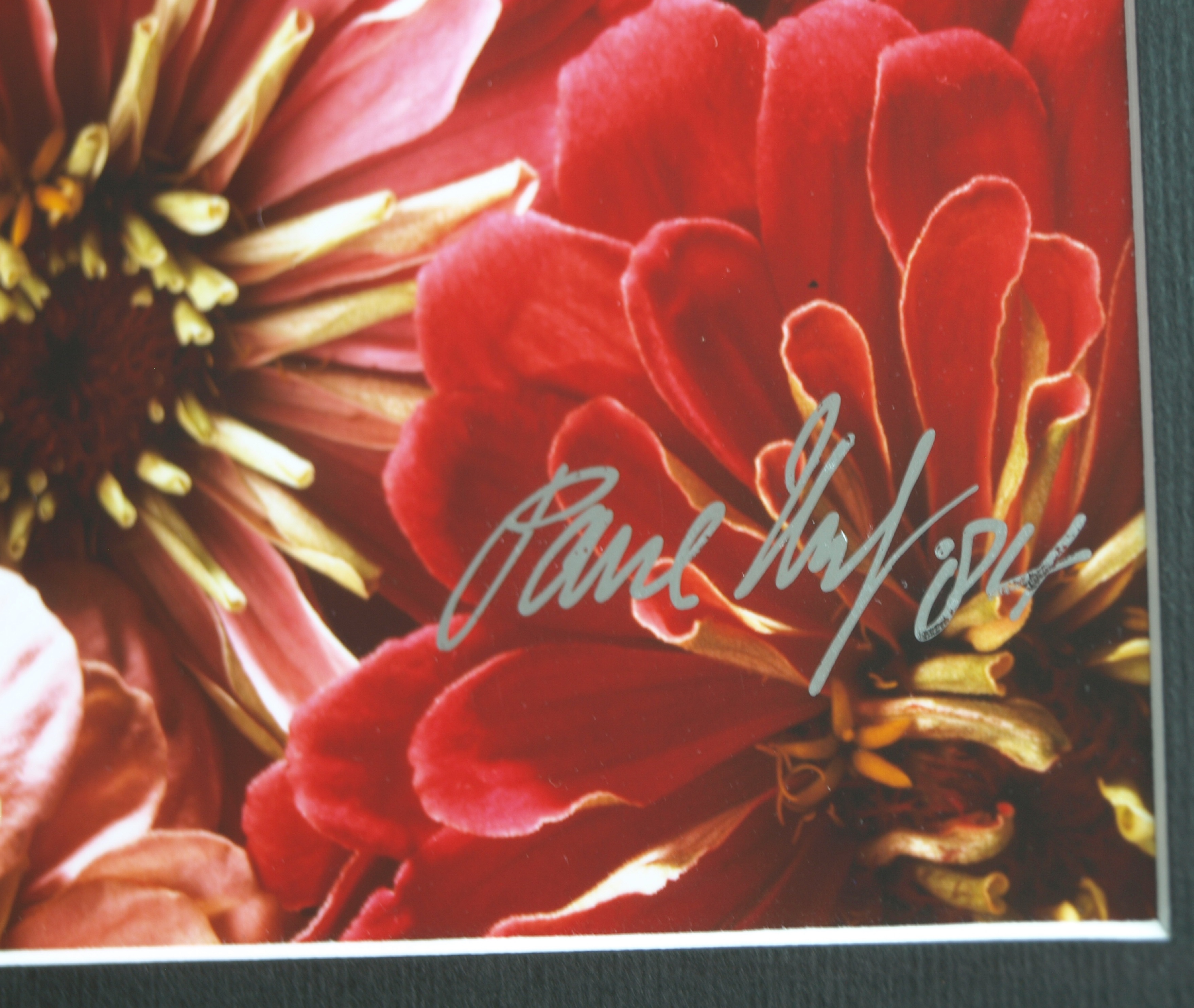 Paul Huf - Foto - Flowers – gesigneerd & ingelijst - 1984  kopen? Bied vanaf 125!