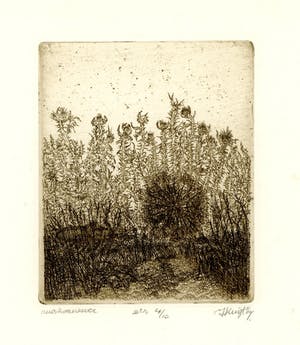 Hans Kuyt - Neushoornkever - ets uit 1969 - 4/10 kopen? Bied vanaf 55!