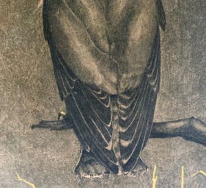 Chris Le Roy - Vogel; Valk kopen? Bied vanaf 10!