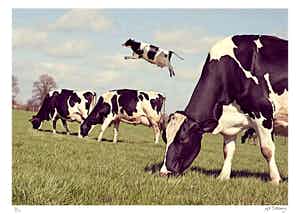 Mr. Strange - Toutes les vaches ne broutent pas ! verkocht voor € 50!