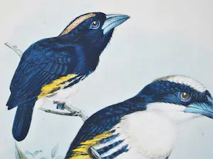 Johannes Gerardus Keulemans - kleurenlitho uit 1870 - Spechtvogels ♀+♂ kopen? Bied vanaf 45!