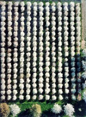 Karel J.A. Tomei - Bloesem - bomenkweker van bovenaf - originele foto verkocht voor € 45!