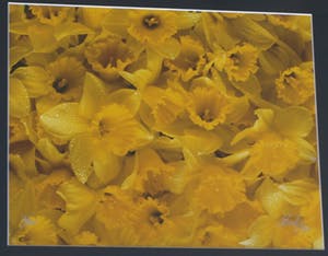 Paul Huf - Foto , Flowers : Gele Narcissen – gesigneerd & ingelijst - 1984 kopen? Bied vanaf 1!