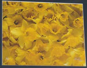 Paul Huf - Foto , Flowers : Gele Narcissen – gesigneerd & ingelijst - 1984 verkocht voor € 1!