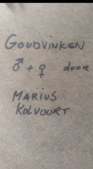 Marius Kolvoort - Goudvinken kopen? Bied vanaf 10!