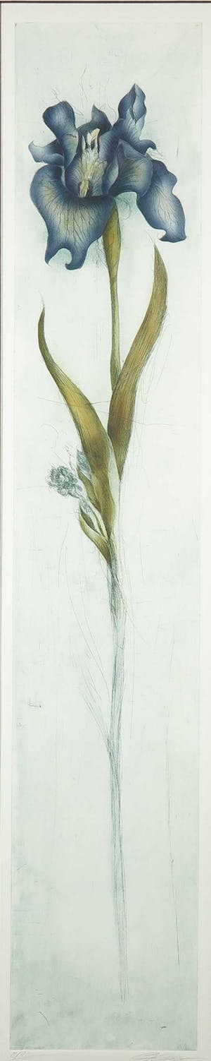 Bernd Lehmann - Ets, Bloem (Blauw) - Ingelijst kopen? Bied vanaf 35!