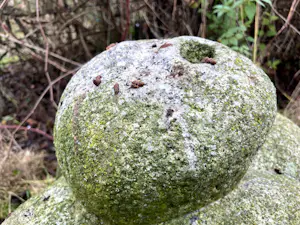 Herman Van Nazareth - prachtig mooi stenen beeld van figuur kopen? Bied vanaf 500!