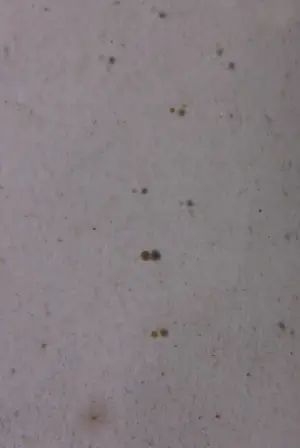 Aart Roos - Potloodtekening, Studies voor vagebond - Ingelijst kopen? Bied vanaf 1!