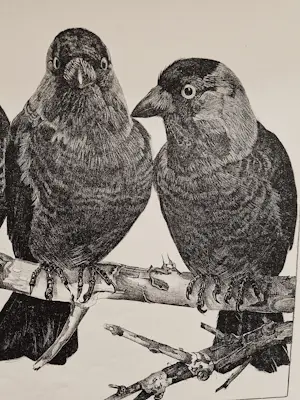 Willem Abraham Wassenaar - monochrome jaren 30 lithografie "3 kauwen op tak" potloodgesigneerd kopen? Bied vanaf 34!