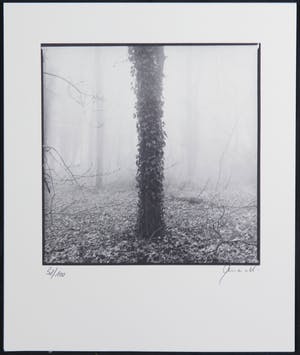 Ralph Janowski - Mooie zwart/wit print, Boom kopen? Bied vanaf 1!