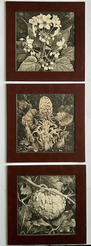 Jan Voerman (jr.) - Drie Litho's uit 1920 Jan Voerman - Groot Hoefblad, Pompoen, Kamerlinde kaufen? Bieten Sie von 1!