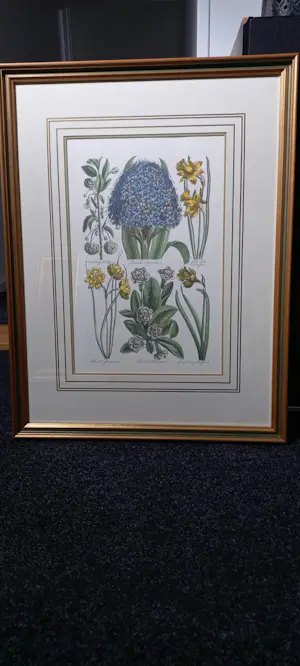 John Hill - Gravures van bloemen. kopen? Bied vanaf 100!