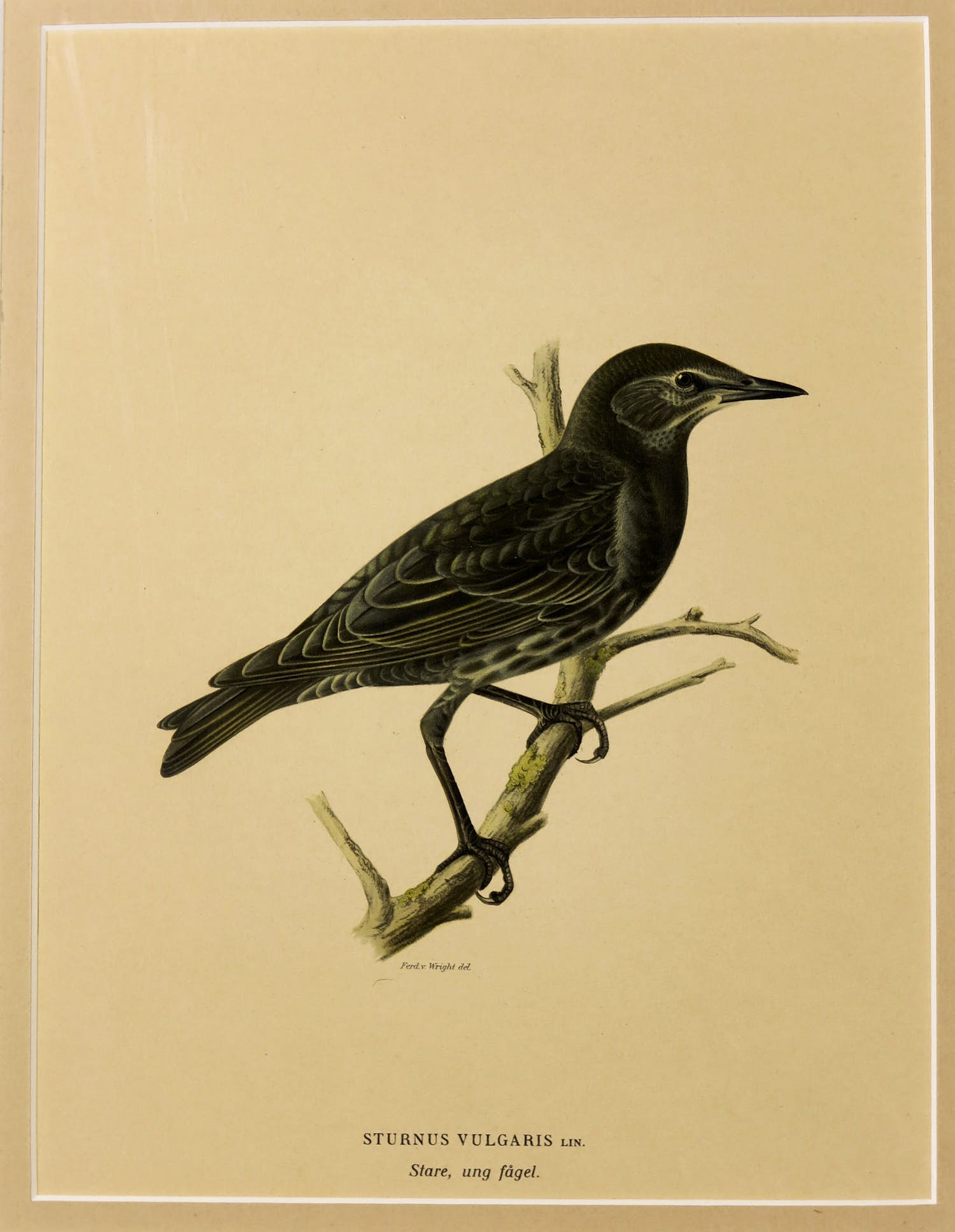 Wilhelm von Wright - Litho, Sturnus Vulgaris, uit: Svenska fogla (...) kopen? Bied vanaf 1!