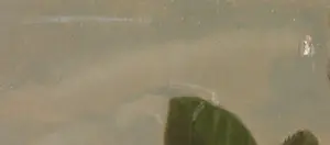 Sjoerd Bras - Olieverf op paneel, De tuin - Ingelijst kopen? Bied vanaf 1!