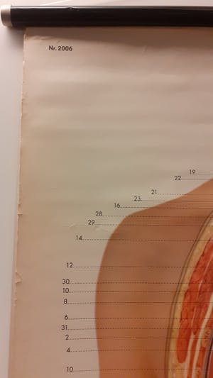 Curiosa - anatomische poster met menselijke interne organen kopen? Bied vanaf 50!