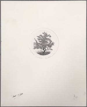 Jan van Winkel - Ets, Appelboompje kopen? Bied vanaf 1!