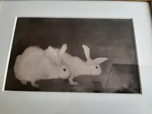 Jan Mankes - Heliogravure " Twee konijnen " kopen? Bied vanaf 120!