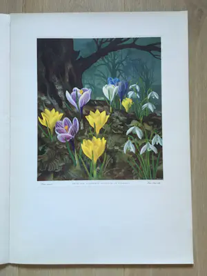 Eppo Doeve - Flower Prints from the Whitbread Calendar 1955 kopen? Bied vanaf 30!