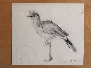 Engelien Reitsma-Valenca - Acht tekeningen van dieren in potlood of zwart krijt kopen? Bied vanaf 50!