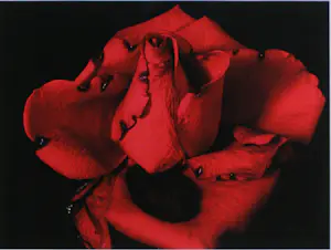 Bert Houweling - Roos 43 kopen? Bied vanaf 15!